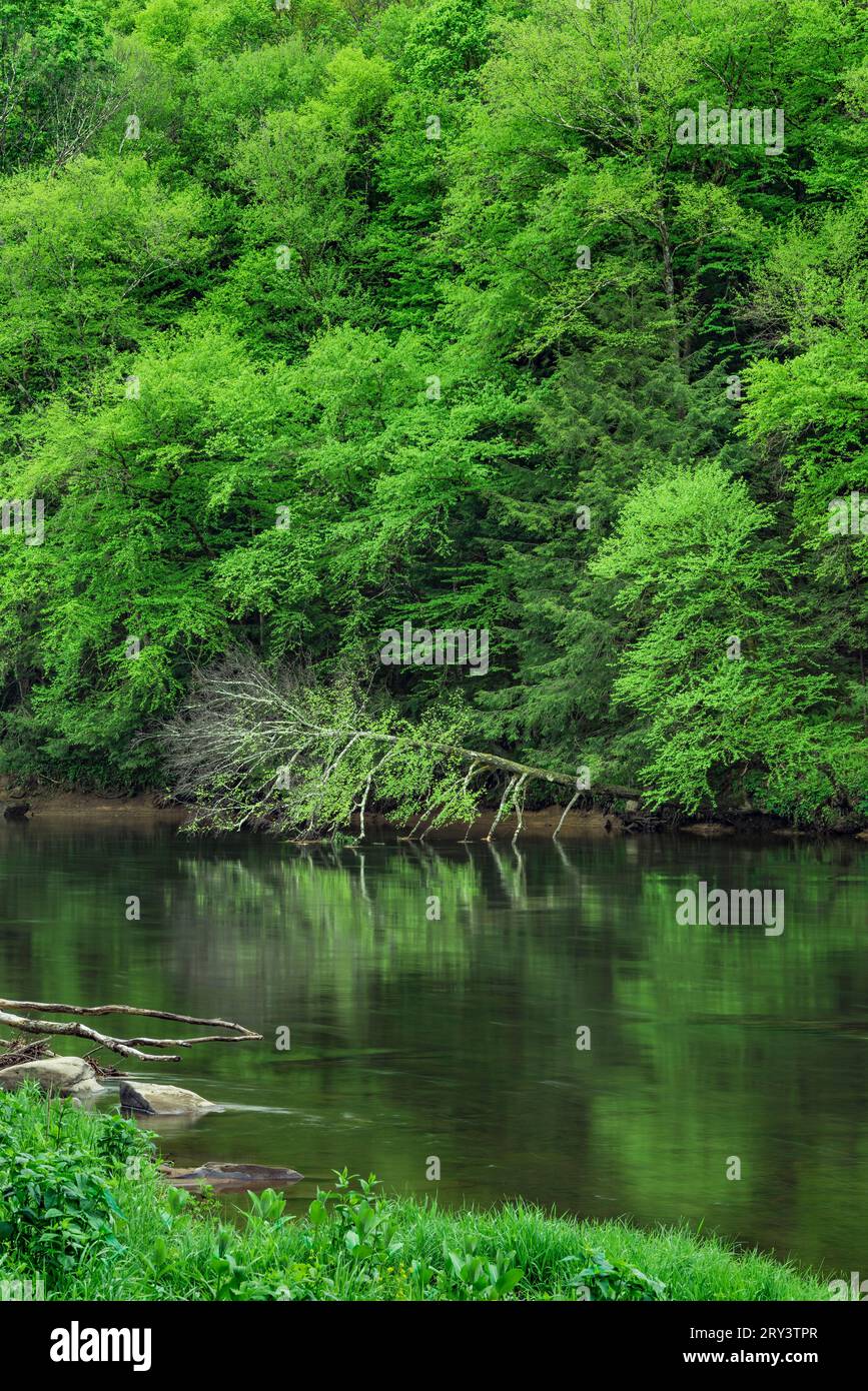 Spring on the Clarion River, Cook Forest State Park, Pennsylvania Stock Photo