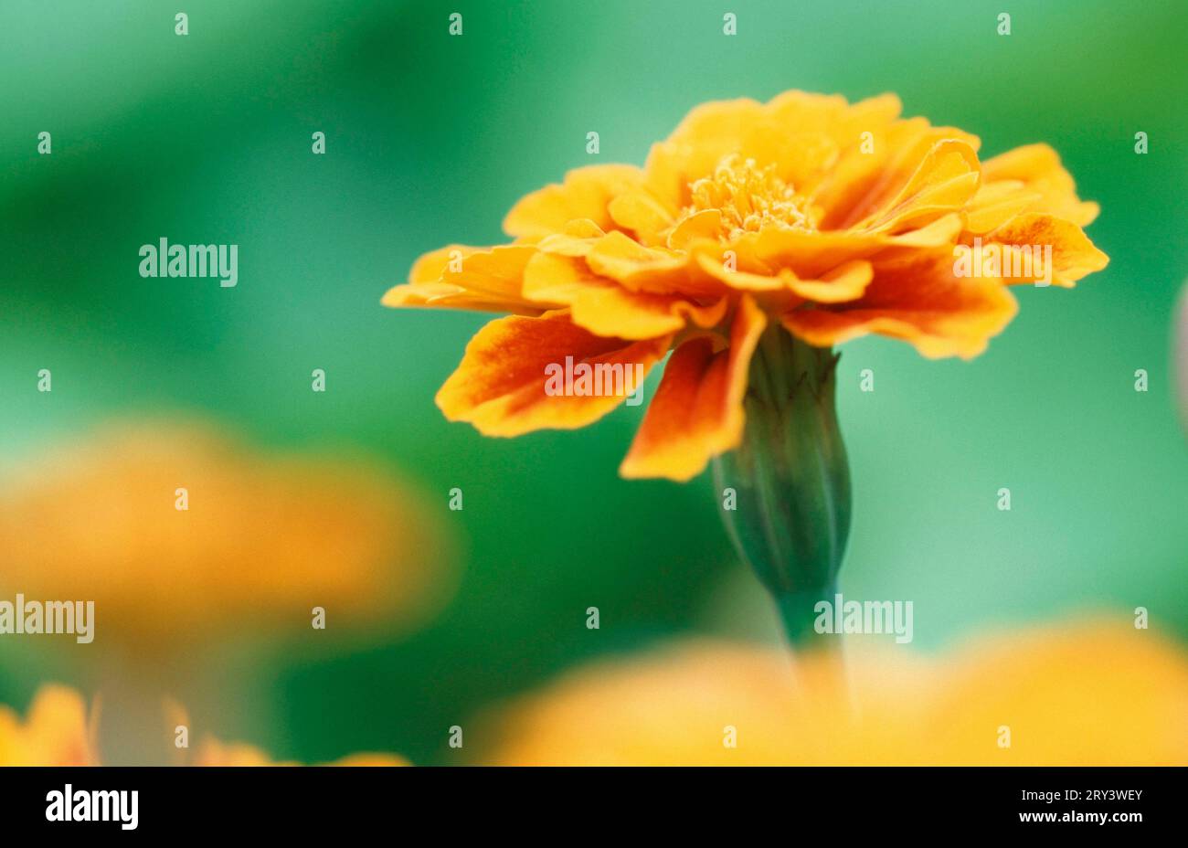 French marigold (Tagetes patula hybride) Stock Photo