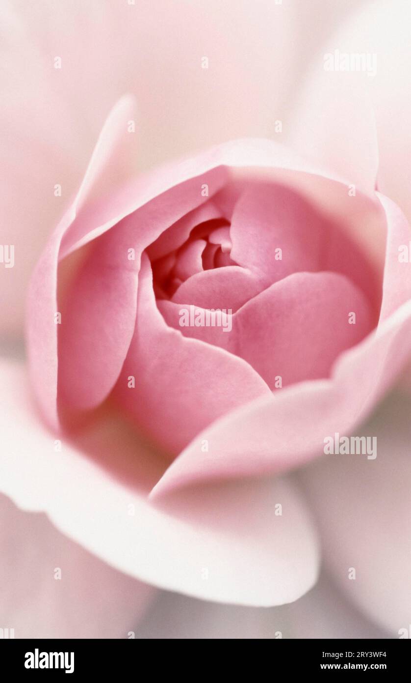 Pink flower in detail hi-res stock photography and images - Alamy