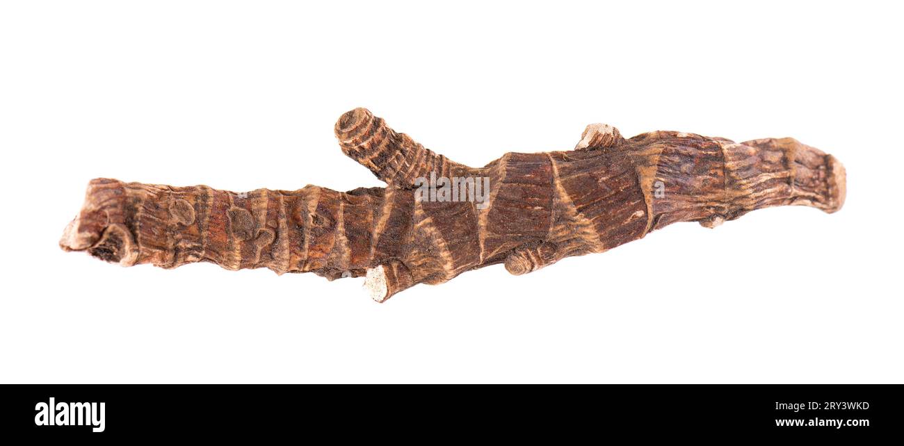 Calamus root isolated on white background. Sweet flag, sway or muskrat