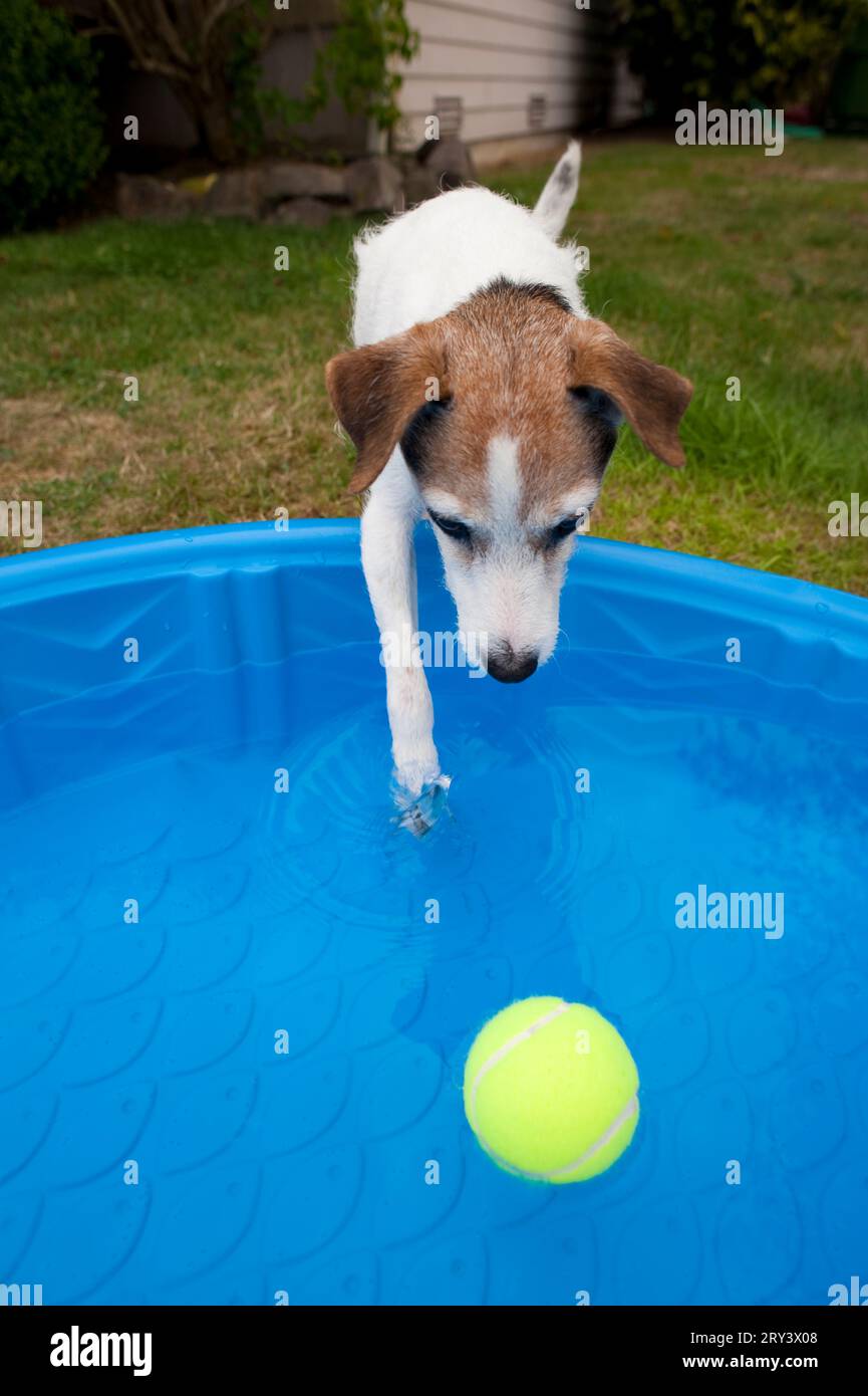 Jack Russell Terrier in backyard with small wading pool and dog trying to get tennis ball out of pool, Marysville, Washington State, USA Stock Photo
