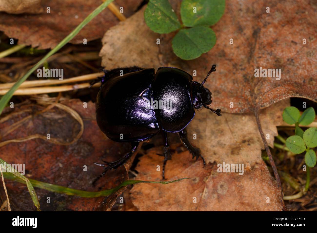 Trypocopris vernalis Family Geotrupidae Genus Trypocopris Spring dumbledor Spring dor beetle wild nature insect photography, picture, wallpaper Stock Photo