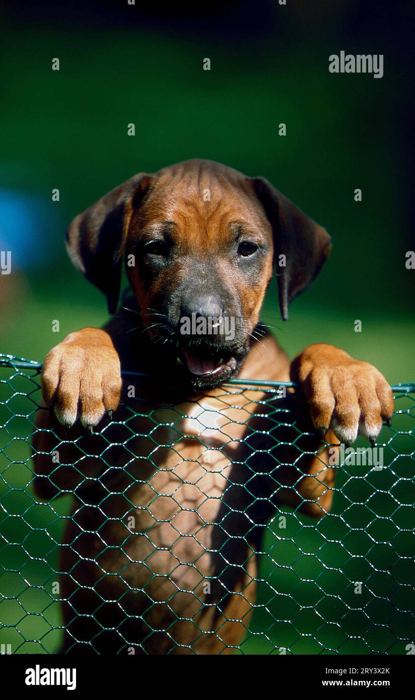 Rhodesian Ridgeback, puppy, 6 weeks old Stock Photo - Alamy