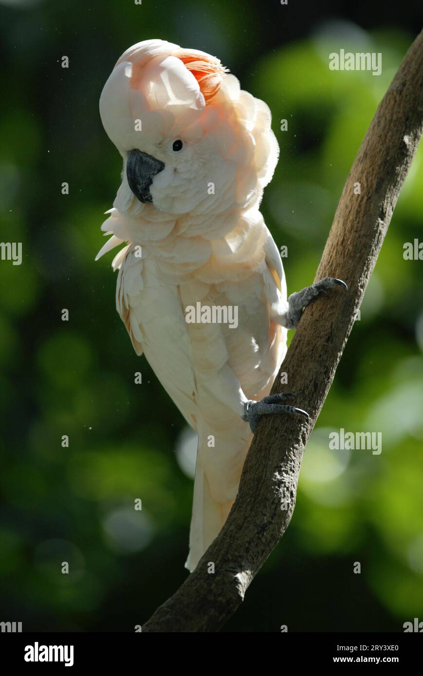 Rose-crested Cockatoo, salmon-crested cockatoo (Cacatua moluccensis ...