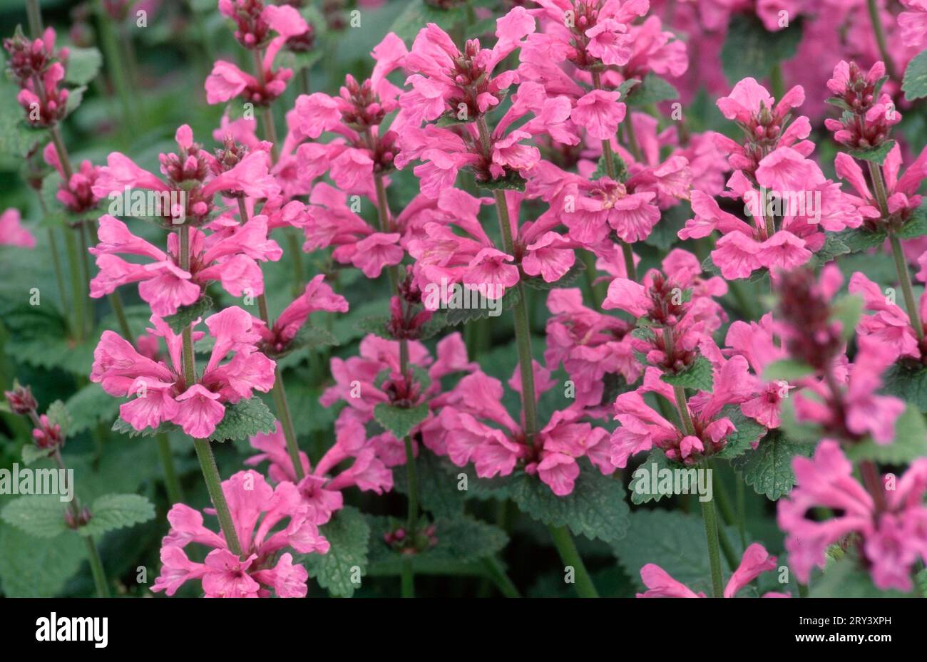Woundwort 'Superba' (Stachys grandiflora) Stock Photo