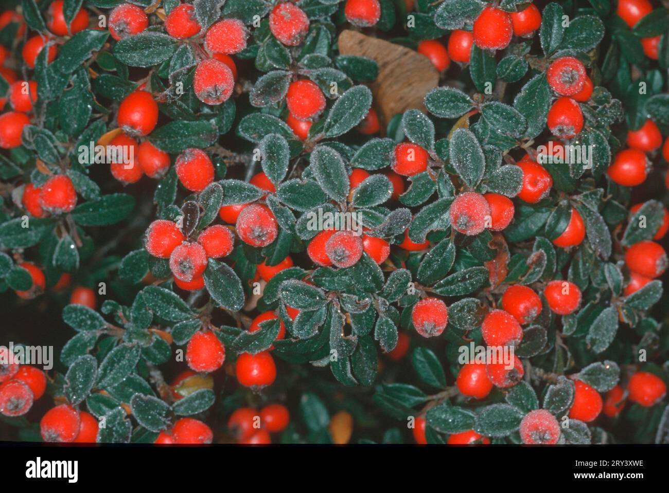Cotoneasters (Cotoneaster), berries Stock Photo