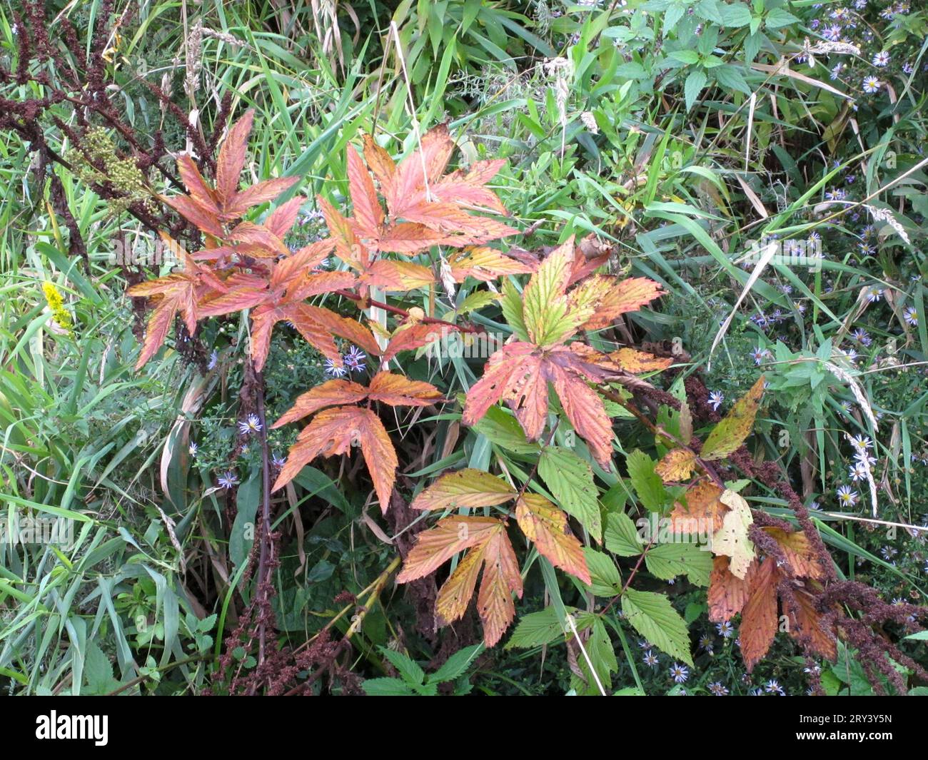 Red leaves of Marsh Sabelnik or Comarum palustre - perennial wild herbaceous plant. Environment protection. Stock Photo