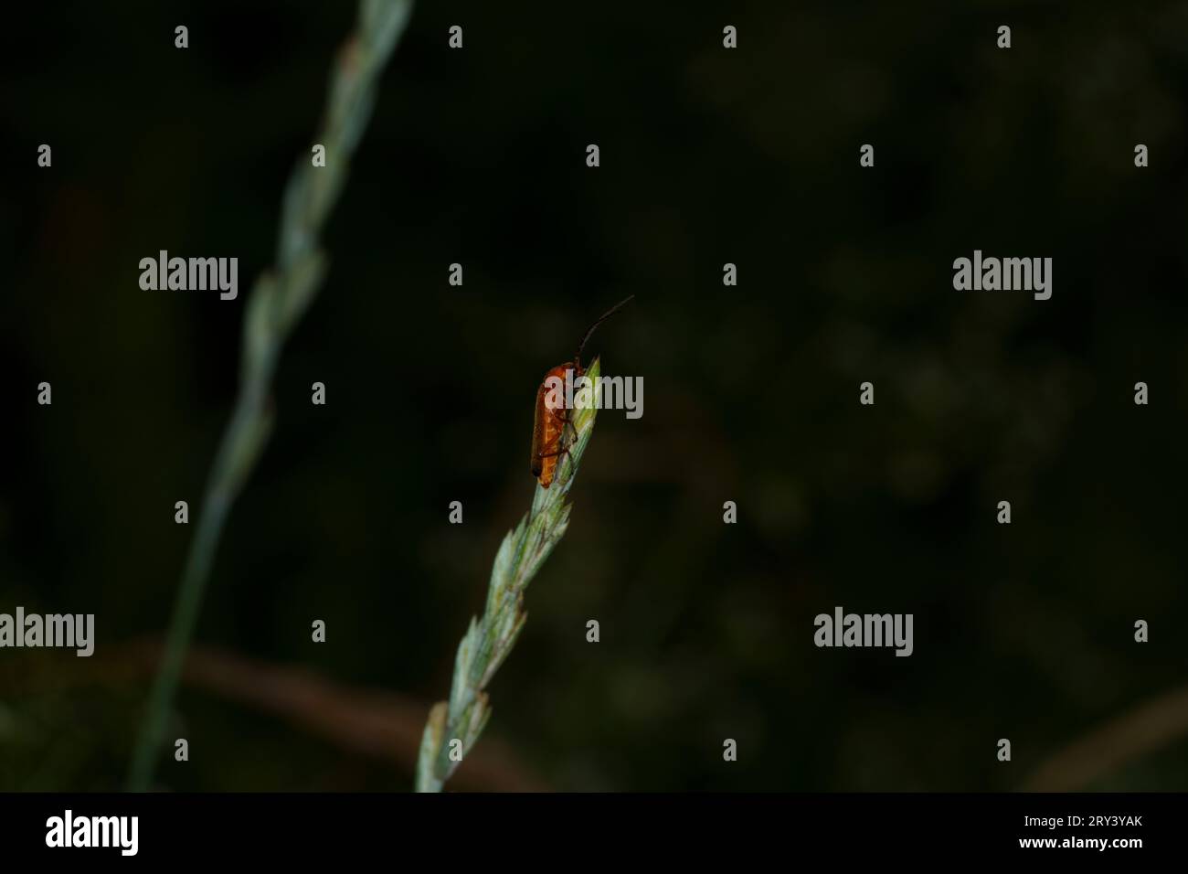 Rhagonycha fulva Family Cantharidae Genus Rhagonycha Common red soldier