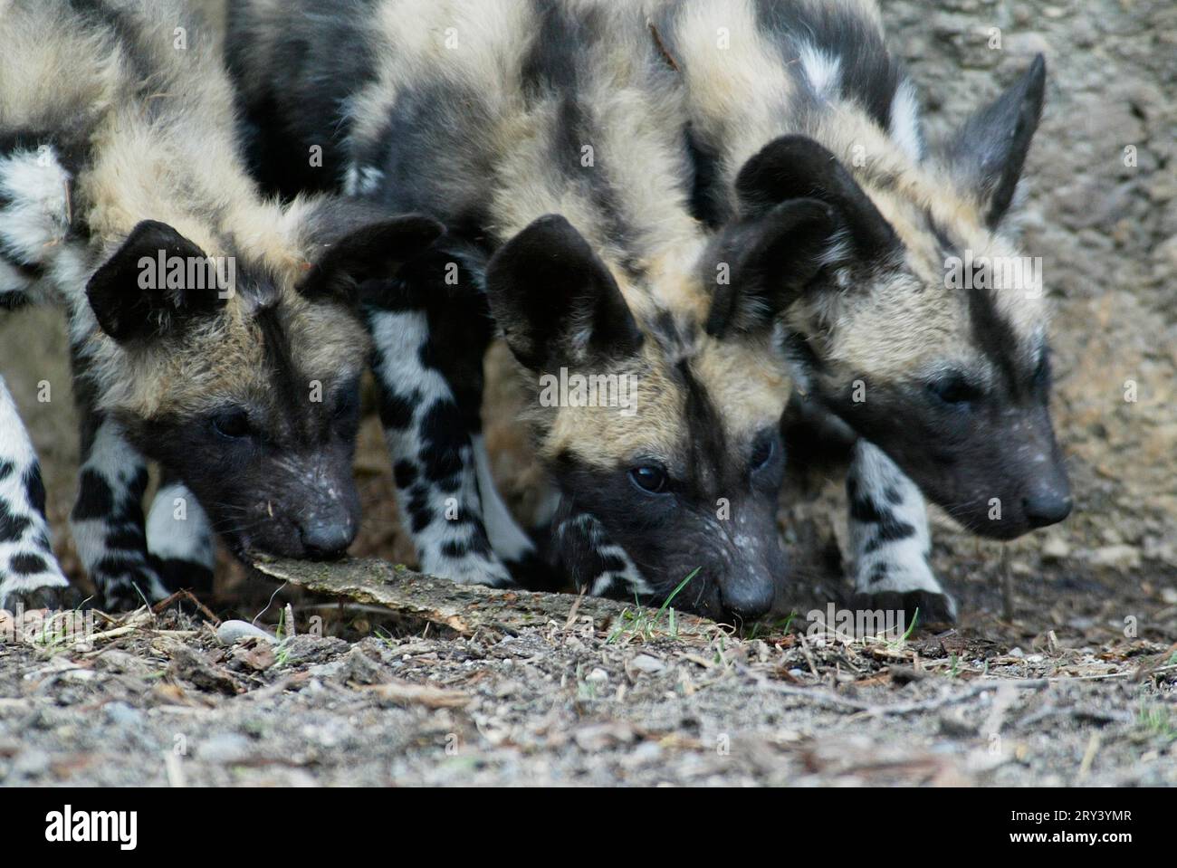 African wild dog (Lycaon Pictus), african wild dog, Africa, africa Stock Photo