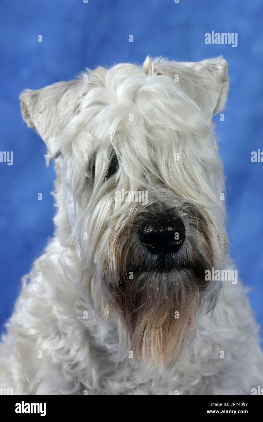 Warnschild „Irish Soft Coated Wheaten Terrier“ – Aluminium, 30,5x20 Cm, Für Gartenzaun Oder Tür