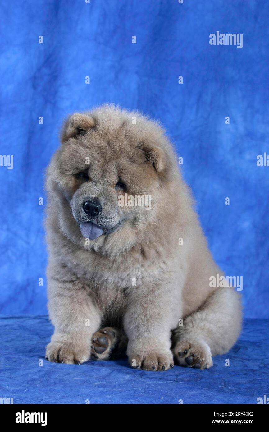 Chow Chow, puppy, 11 weeks Stock Photo