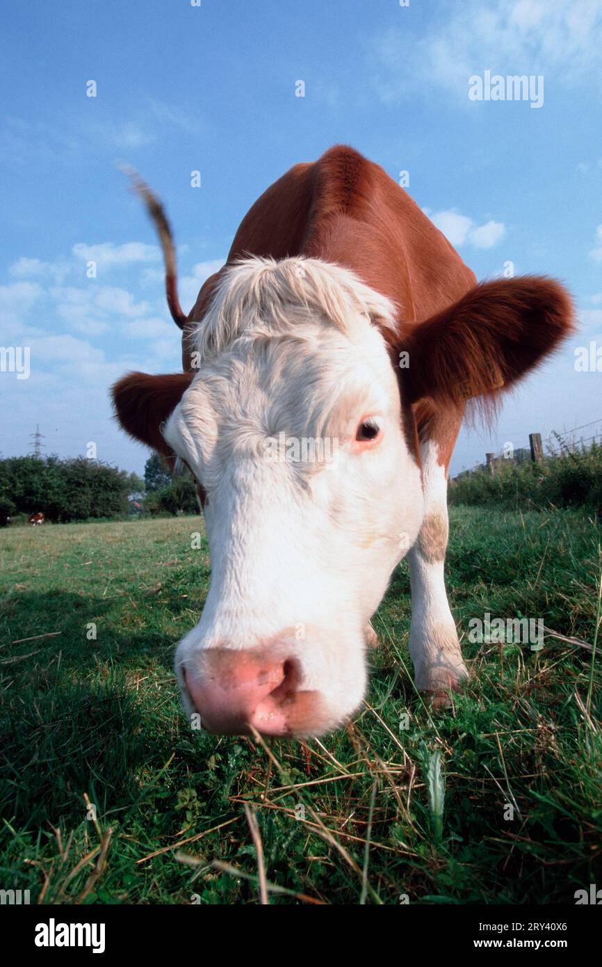 Domestic cattle, cow, German red cattle, cows Stock Photo - Alamy
