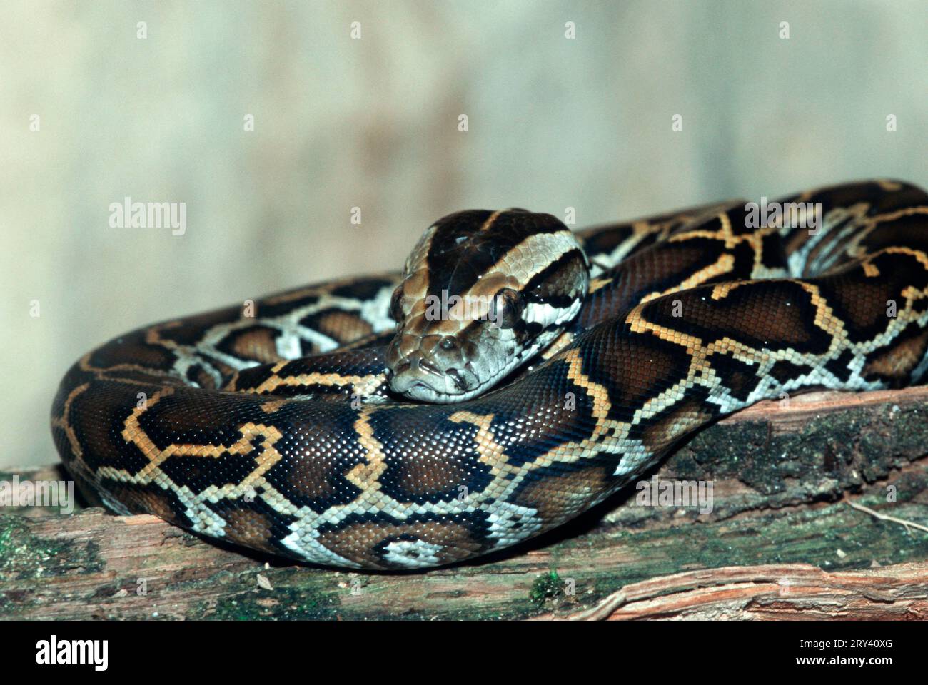 Young Indian burmese python (Python molurus bivittatus Stock Photo - Alamy