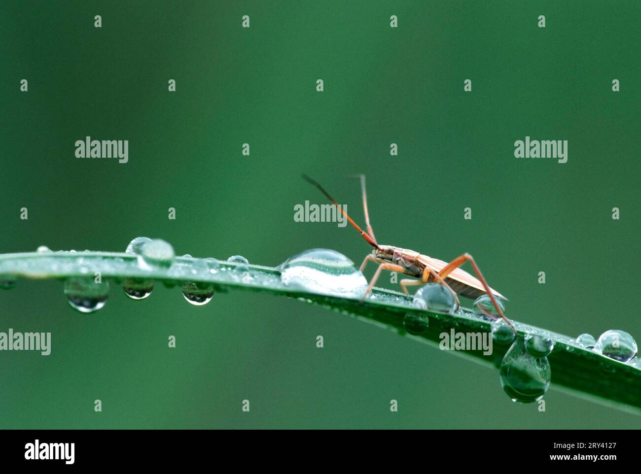 Virgin bug, North Rhine-Westphalia (Nabis rugosus), Germany Stock Photo