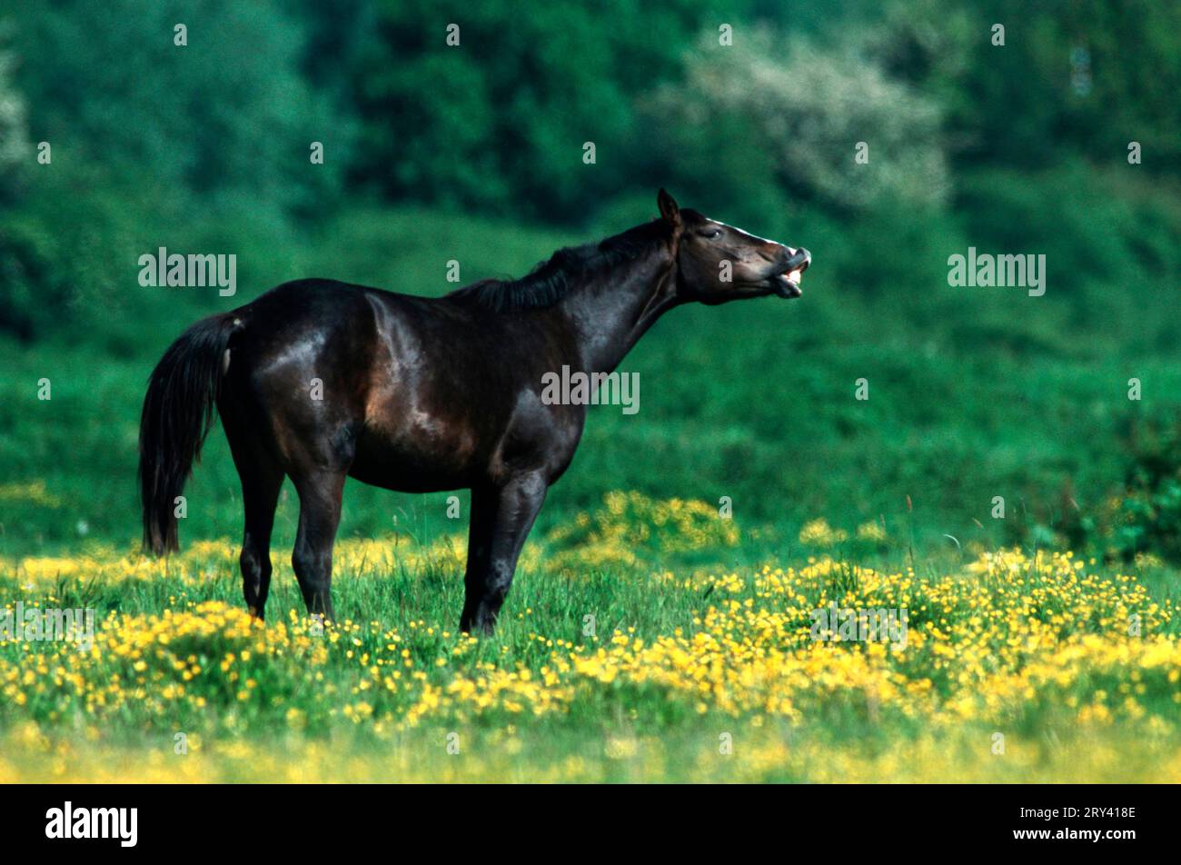 Hanovarian Warmblood, Stallion Stock Photo