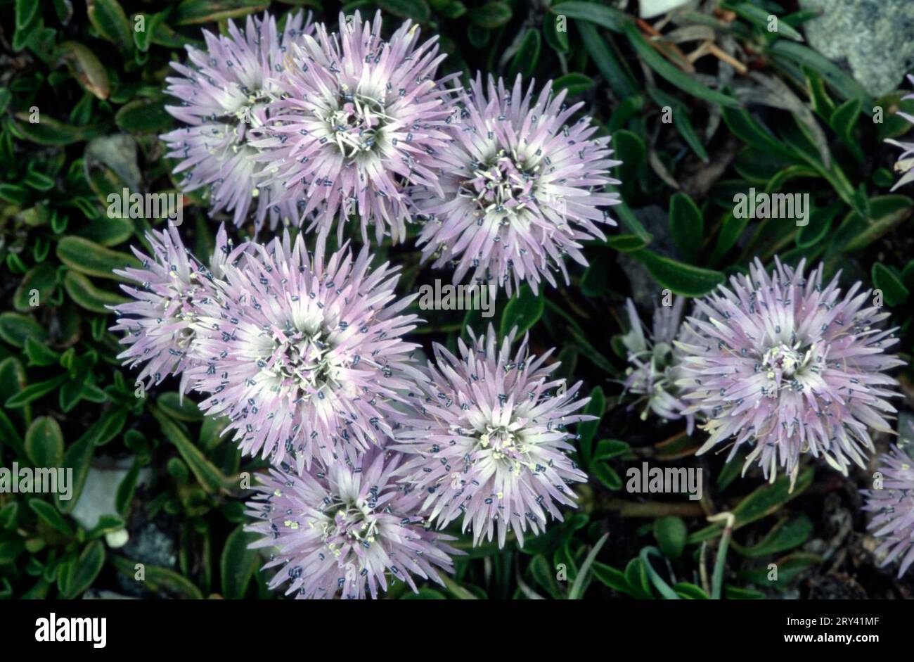 Globularia, Provence, Southern France (Globularia nudicaulis) Stock Photo
