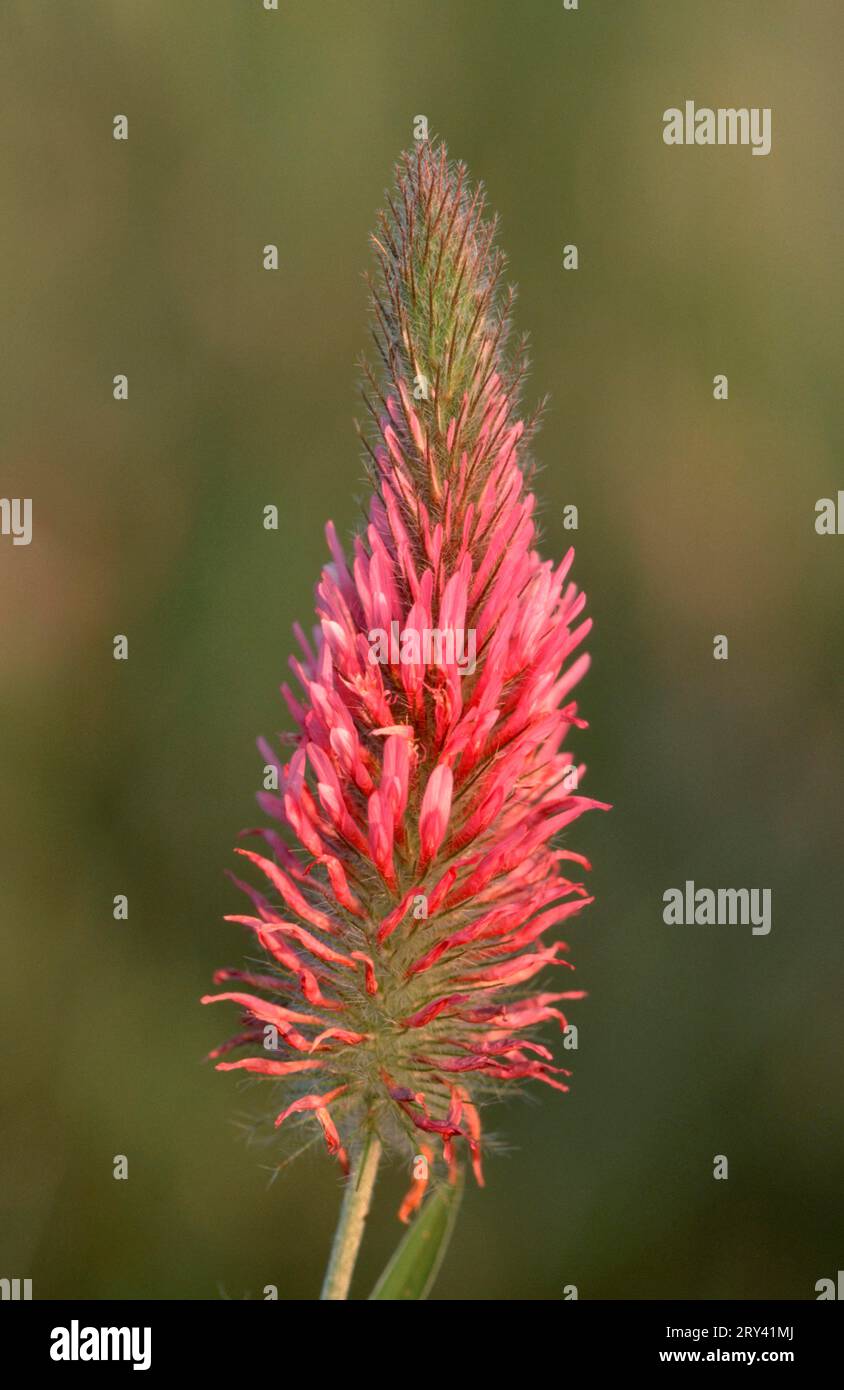 Red Trefoil (Trifolium rubens), Provence, Southern France Stock Photo