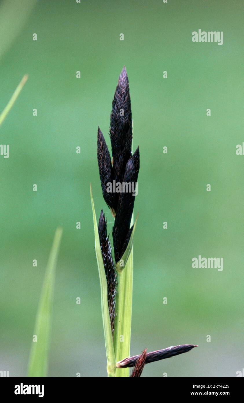 Great Pond-sedge (Carex riparia) Stock Photo