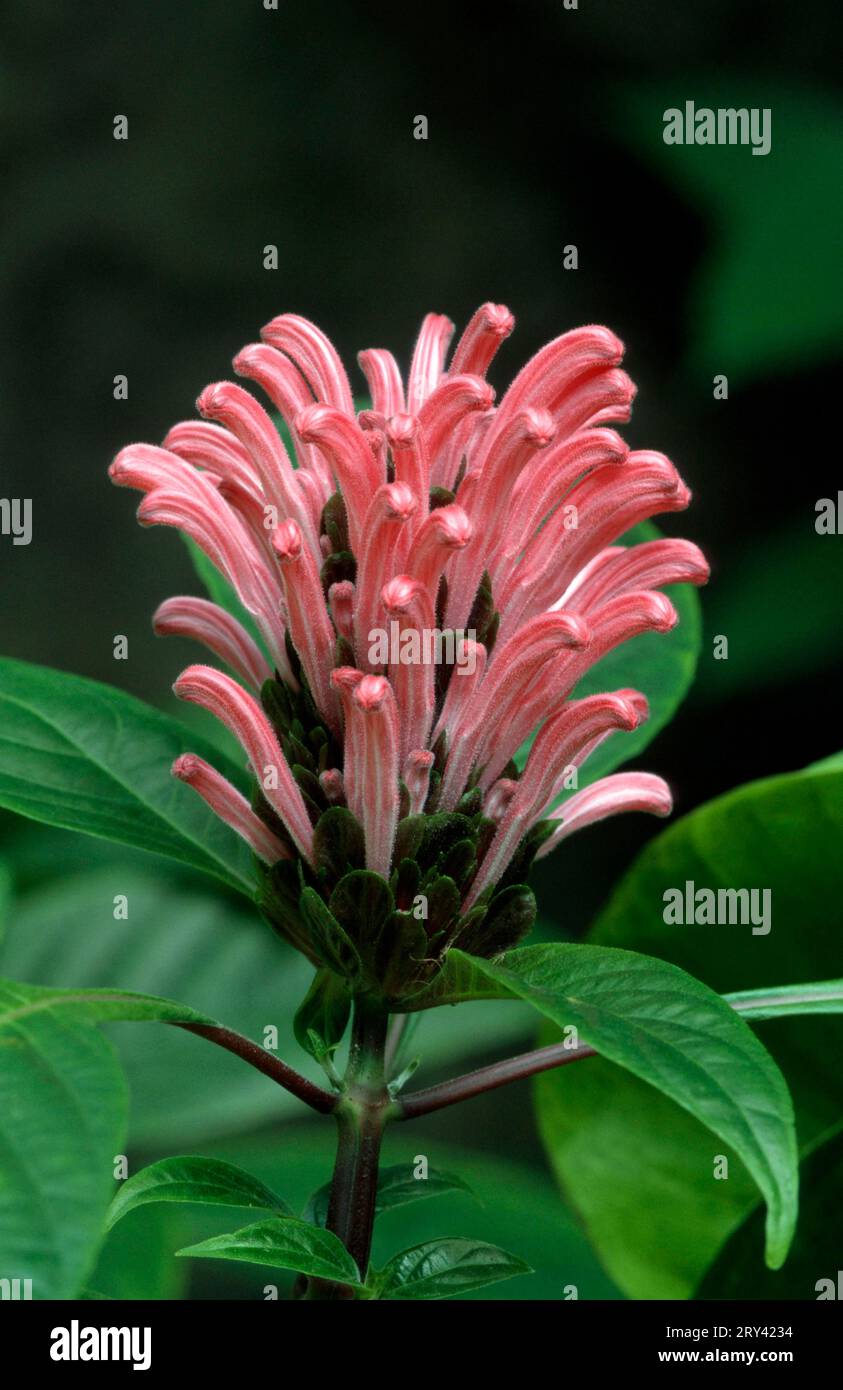 Jacobinia, brazilian plume flower (Jacobinia carnea), south america, flowers, plants, acanthus family, Acanthaceae, flowers, pink, vertical Stock Photo