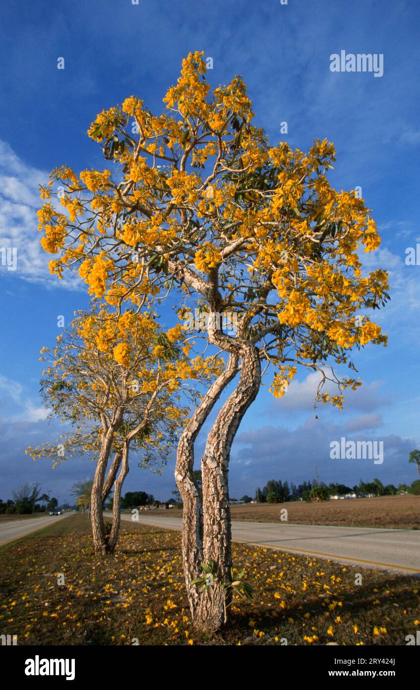 Blooming Trumpet Trees, Cape Coral, Florida, USA (Tabebuia chrysantha