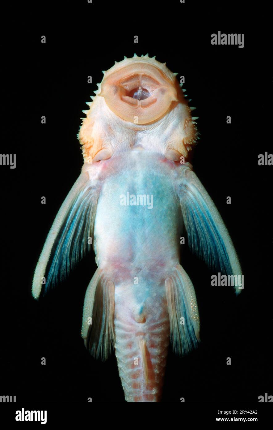Golden bushymouth catfish (Ancistrus dolichopterus) (Xenocara dolichoptera) Stock Photo