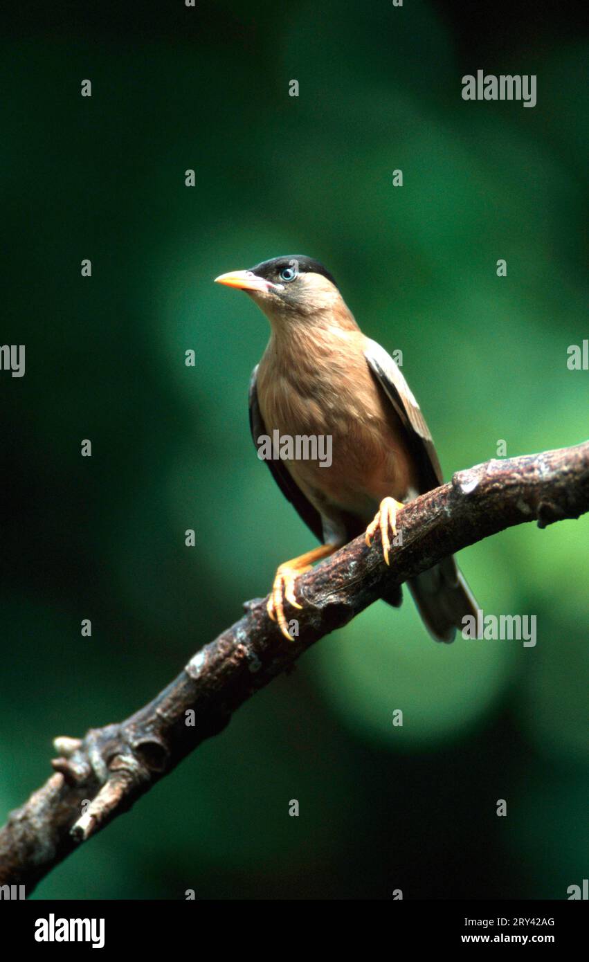 Brahminy starling (Sturnus pagodarum) Stock Photo