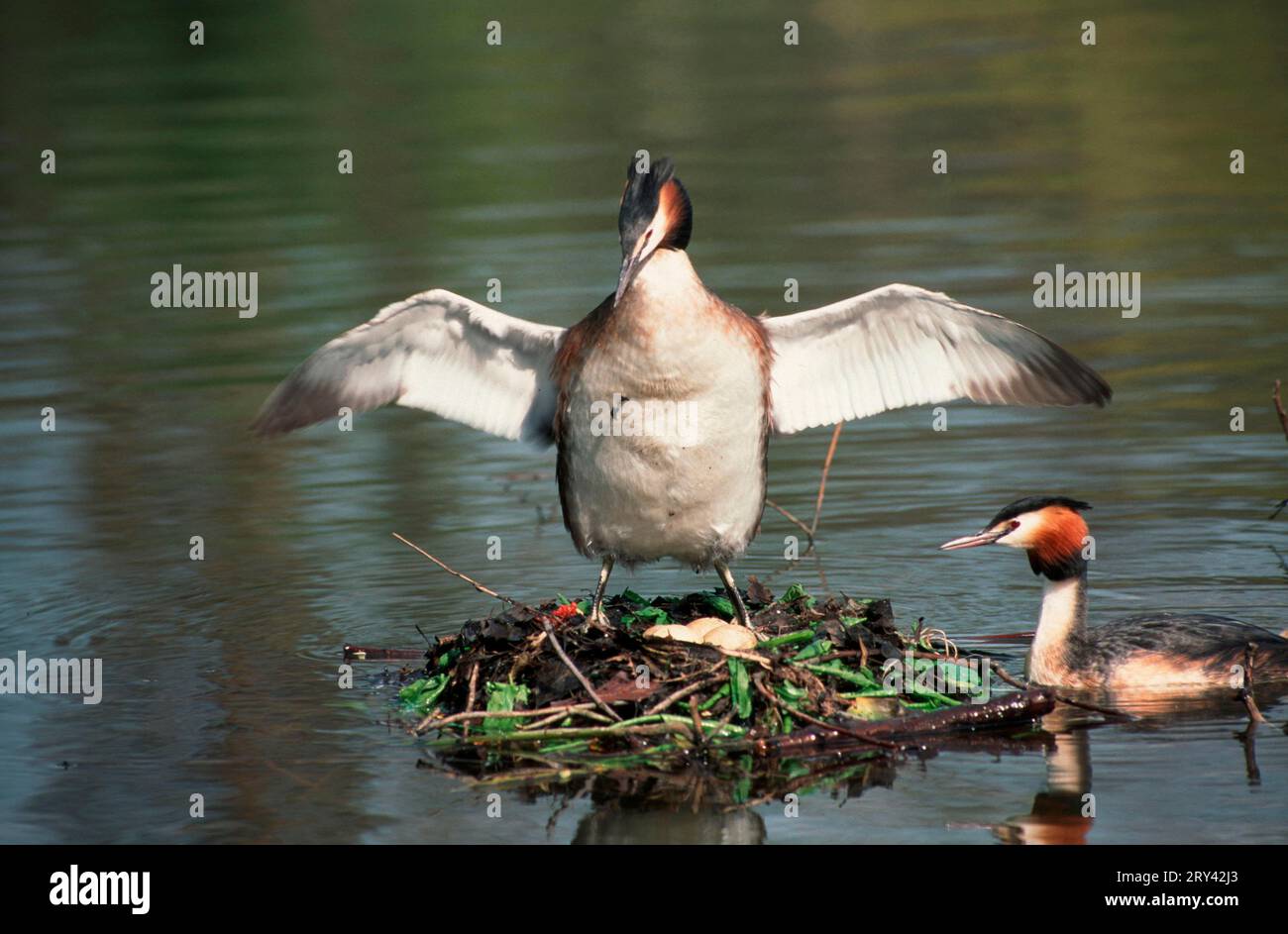 Great Crested Grebes (Podiceps cristatus), pair at nest, Germany Stock Photo
