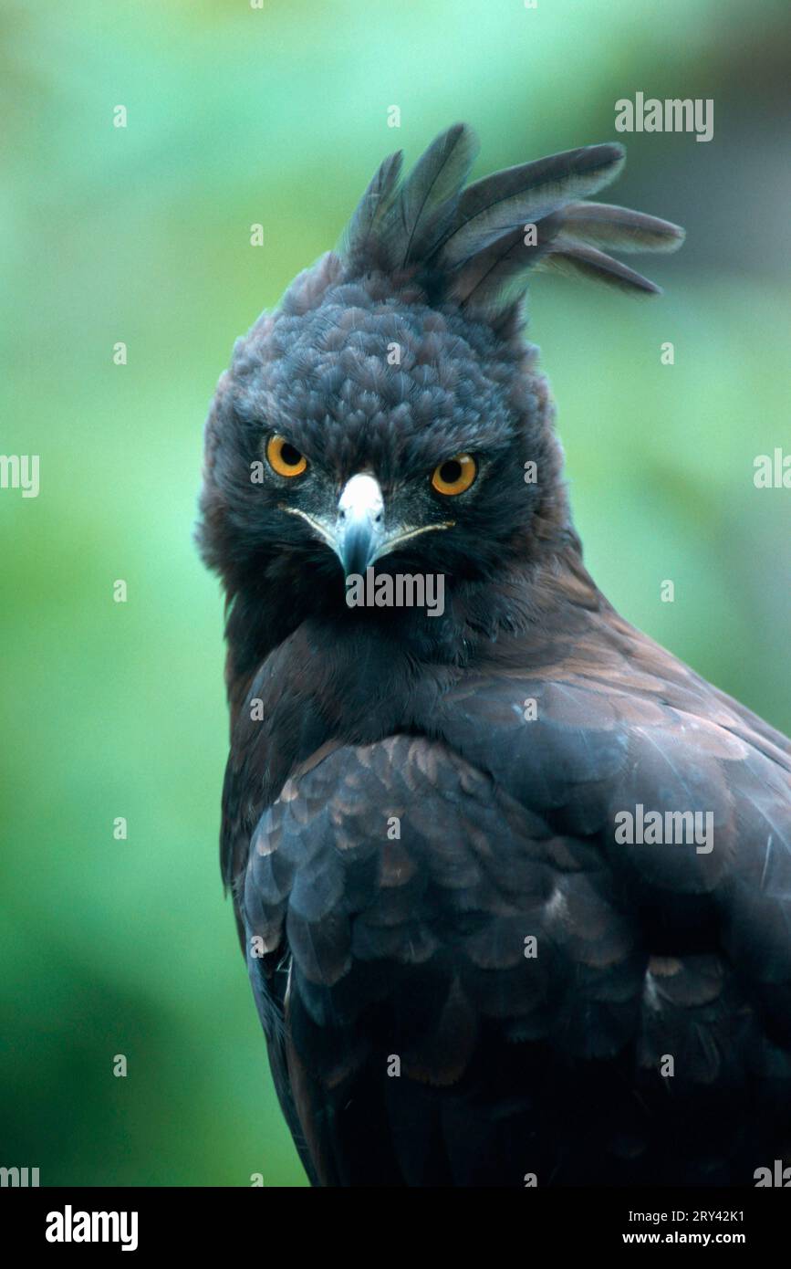 Long-crested eagle (Lophaetus occipitalis) (Spizaetus occipitalis) Stock Photo