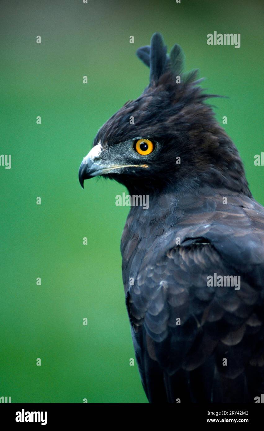 Long-crested eagle (Lophaetus occipitalis) (Spizaetus occipitalis), page Stock Photo