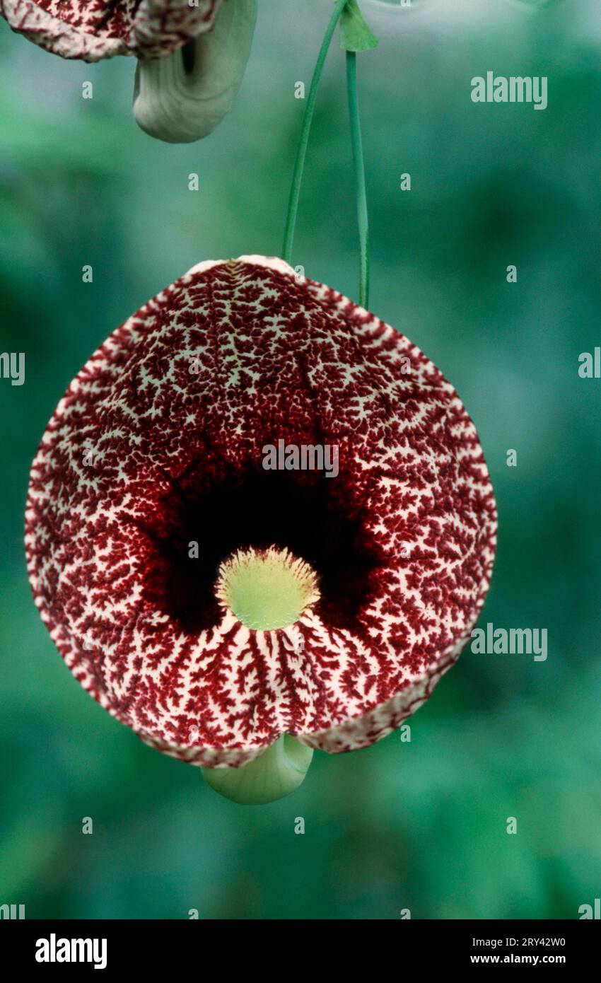 Calico Flower (Aristolochia littoralis) Stock Photo