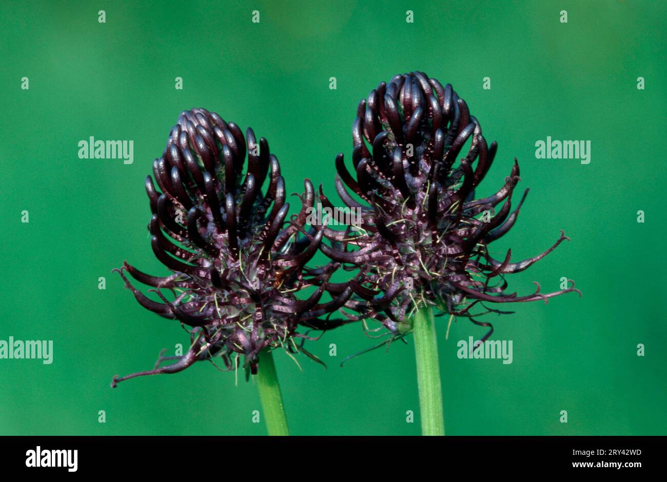 Black Rampion (Phyteuma nigrum), Bavaria, Germany Stock Photo