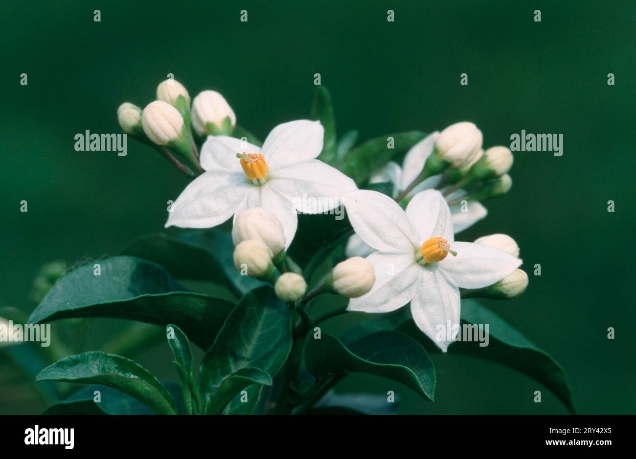 Potato Vine, Jasmine-like solanum laxum (Solanum jasminoides), Jasmine-flowered Climbing Nightshade, White Swan, Nightshade Jasmine, Potato Vine Stock Photo
