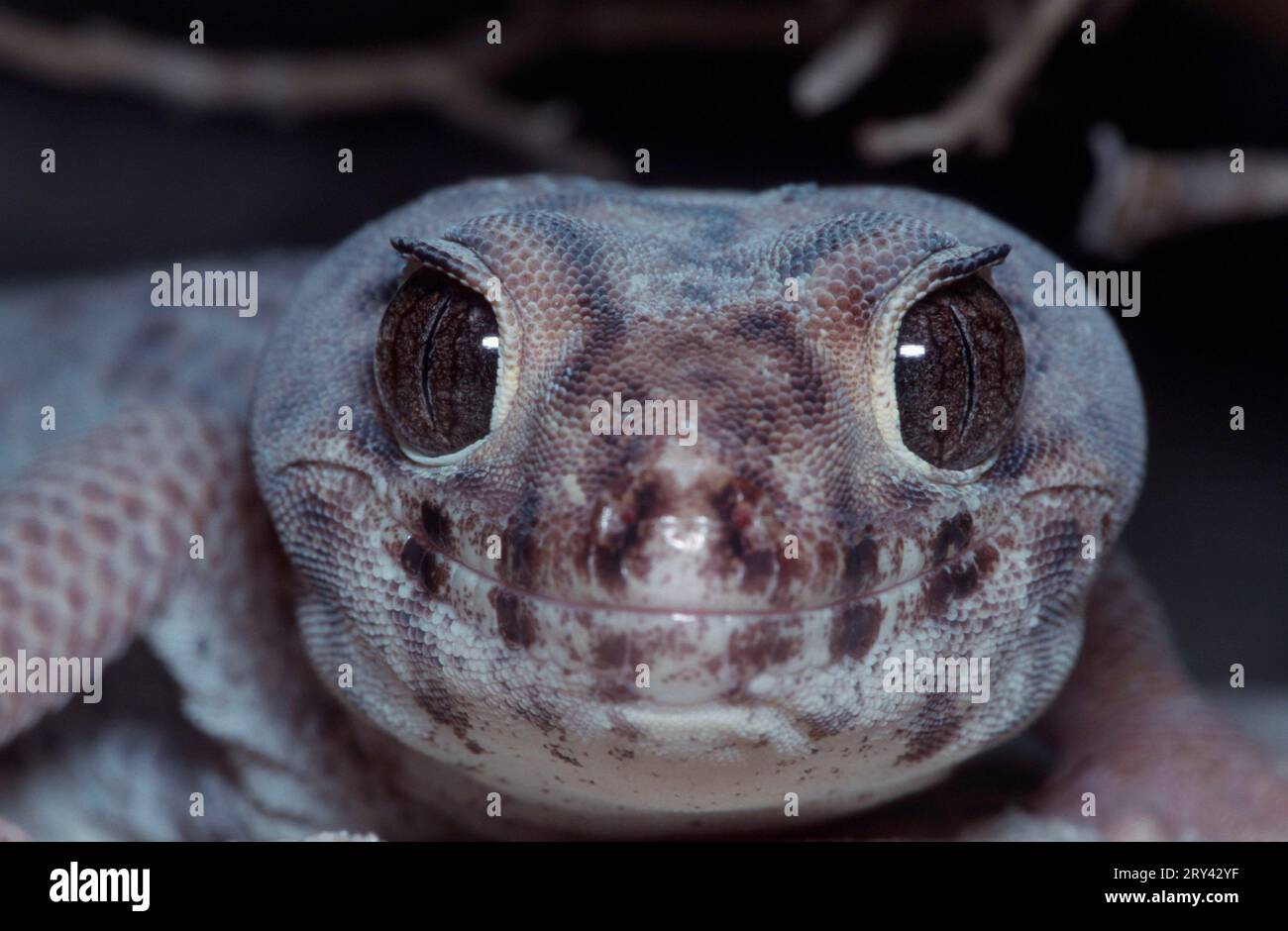 Common Skink Gecko, Frog-eyed Gecko (Teratoscincus scincus), Wonder Gecko Stock Photo