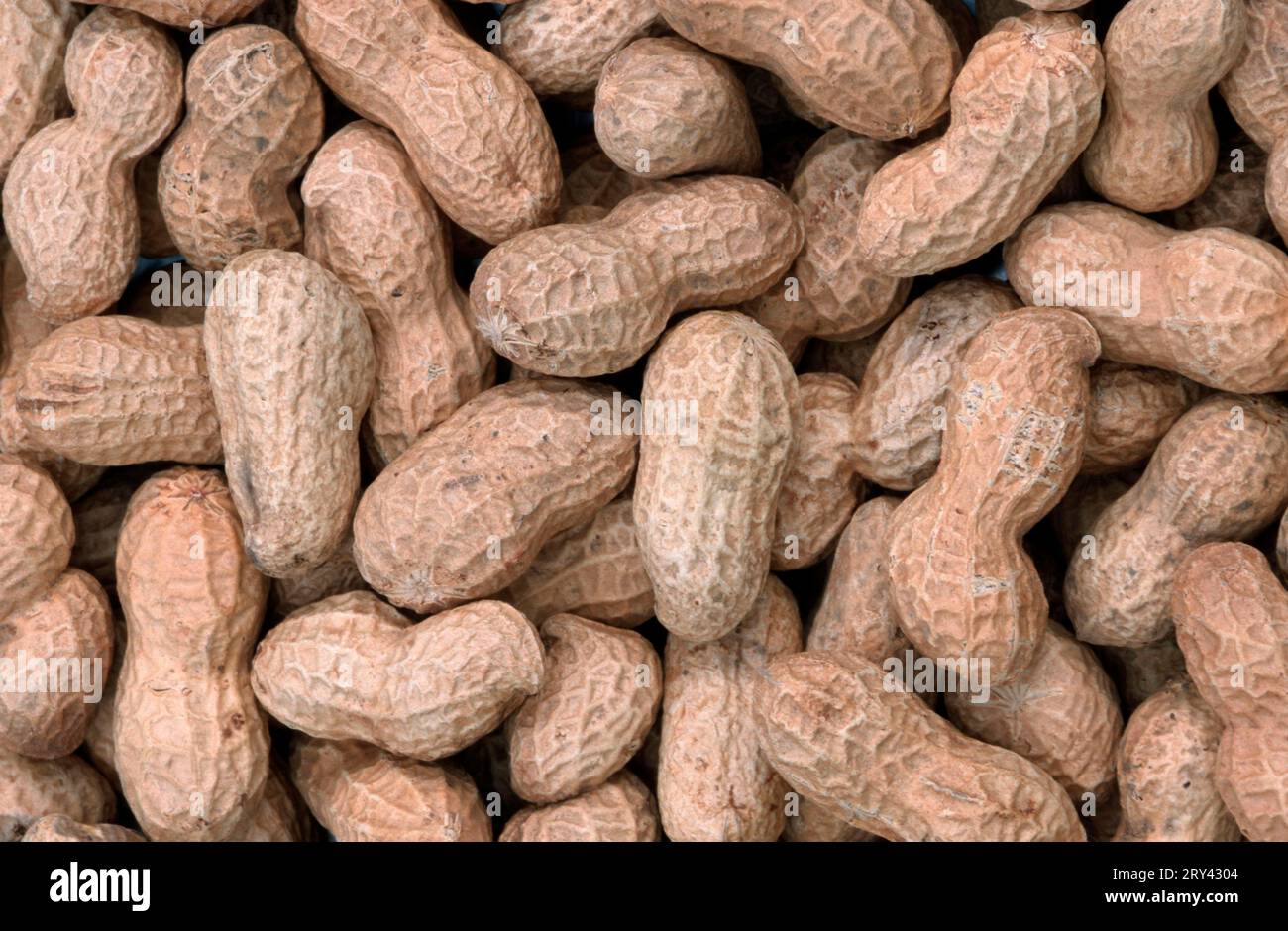 Peanuts or groundnuts (Arachis hypogaea) Stock Photo