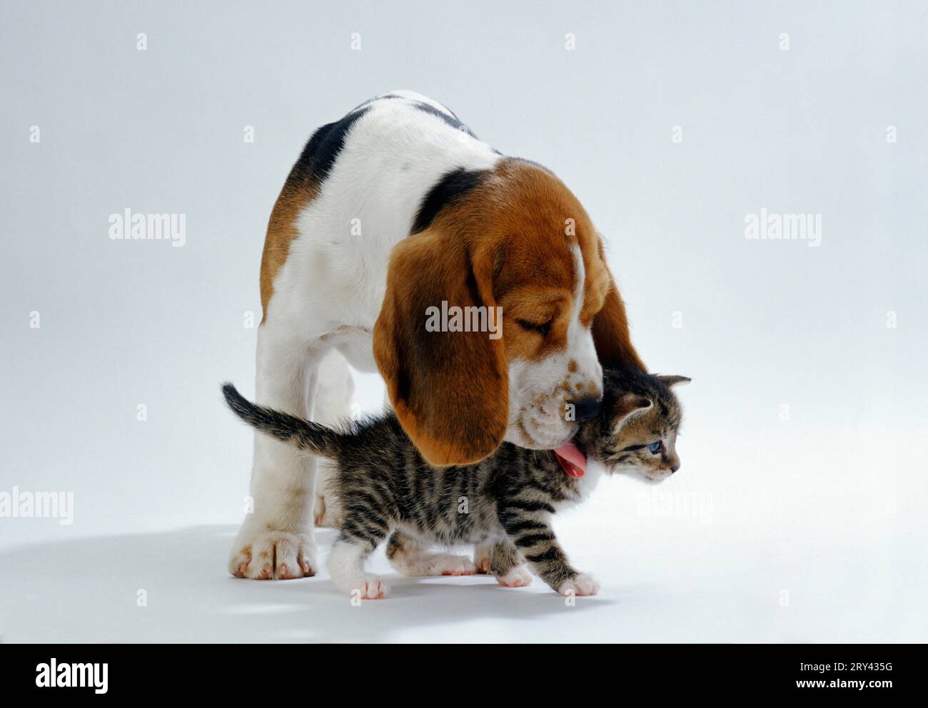 Beagle puppy and kitten, Beagle puppy and kitten, mammals, mammals