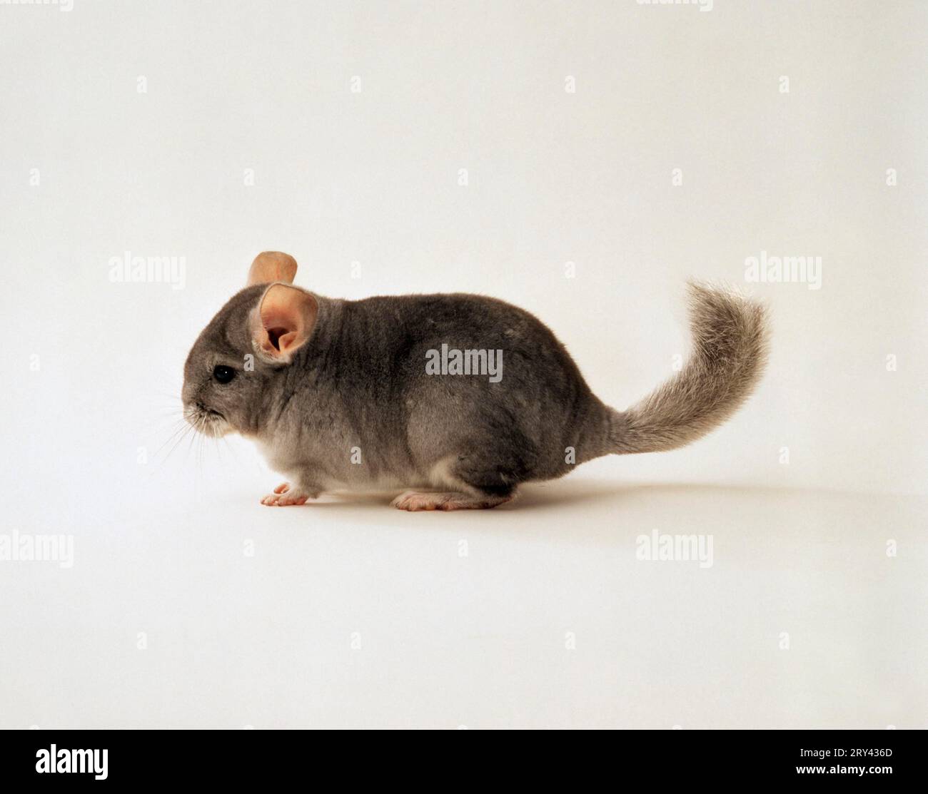 Young Longtailed Chinchilla (Chinchilla lanigera Stock Photo Alamy