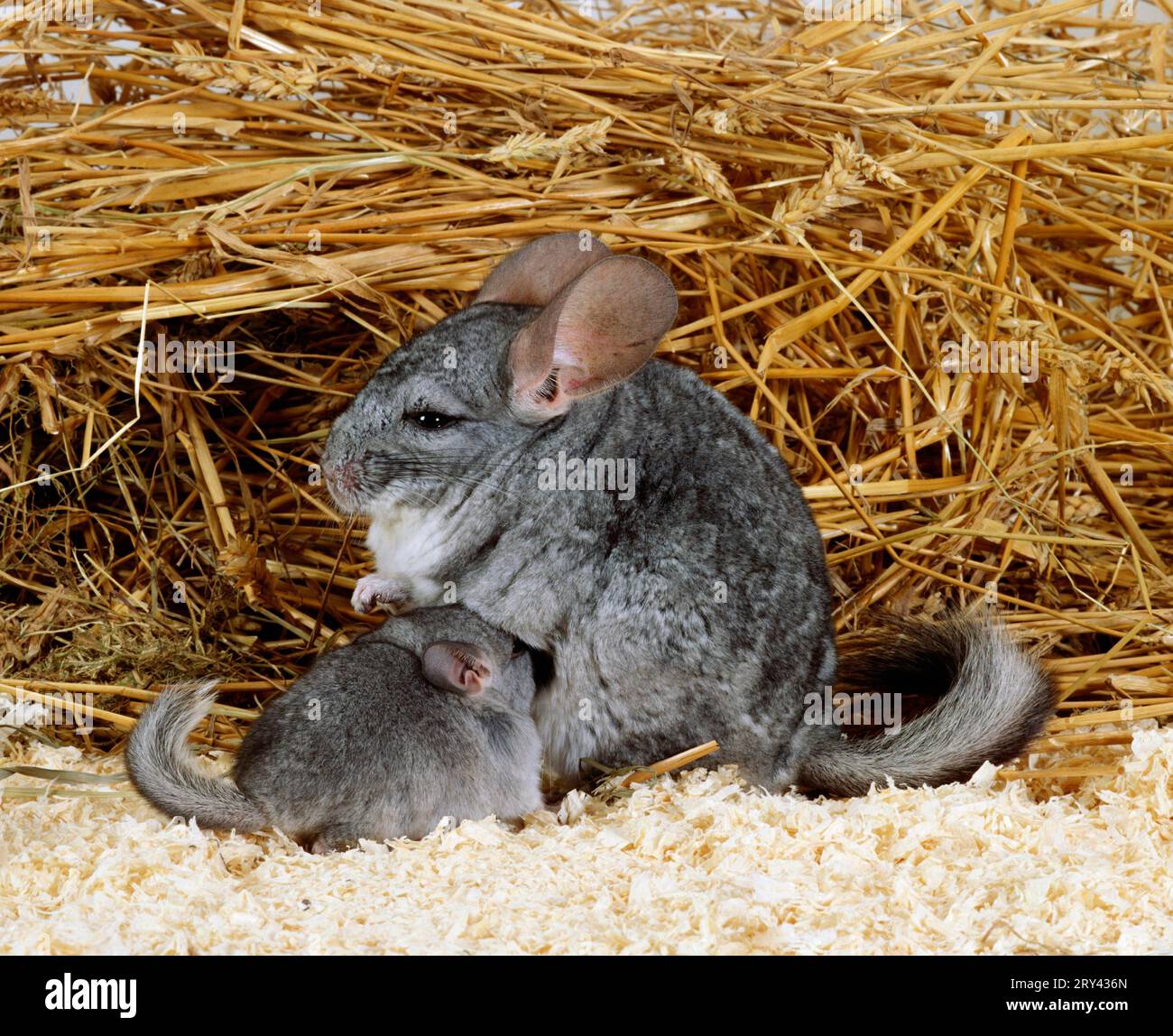 Longtailed Chinchillas (Chinchilla lanigera), female nursing young