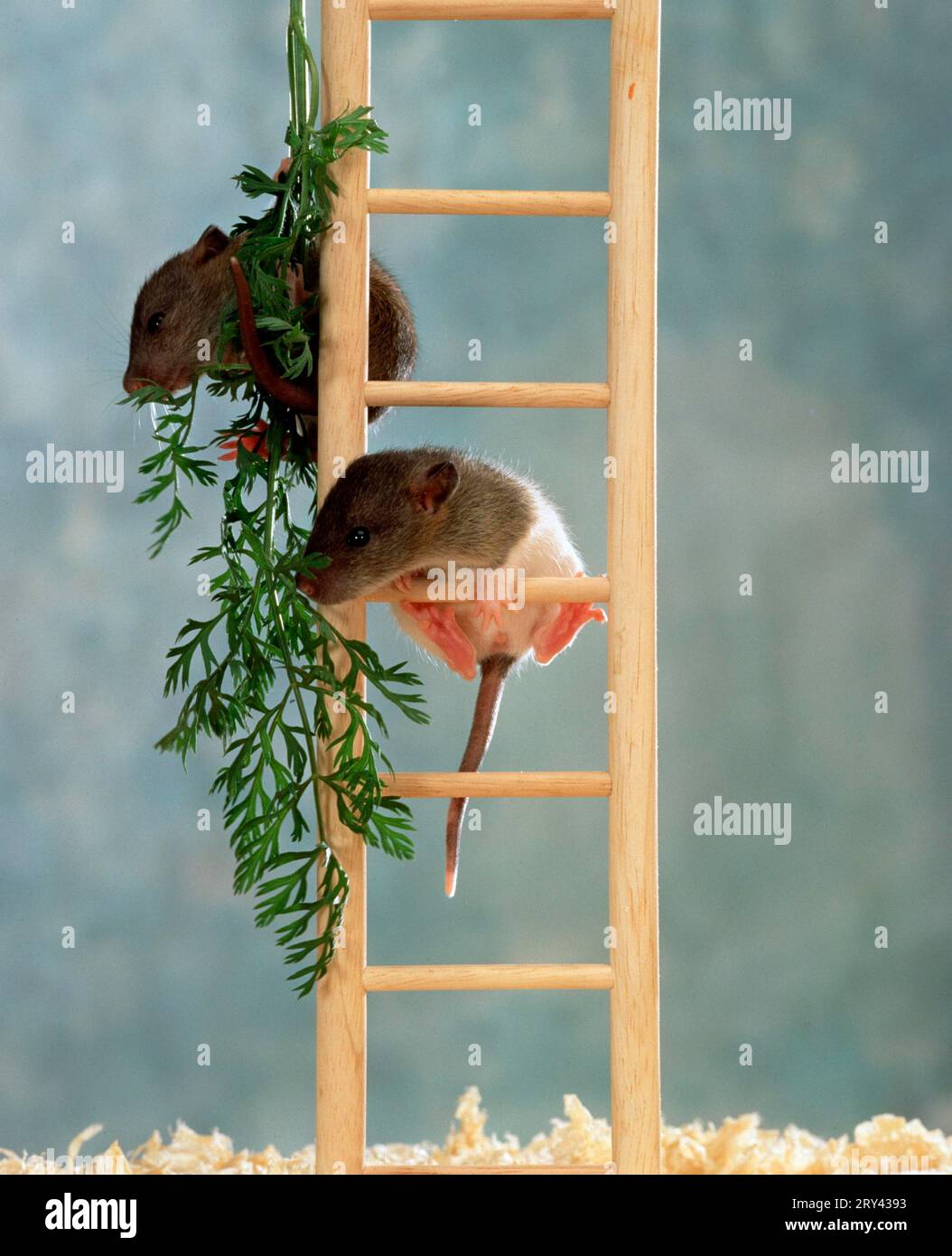 Young Domestic Rats on ladder, colour rats, young animals on ladder ...