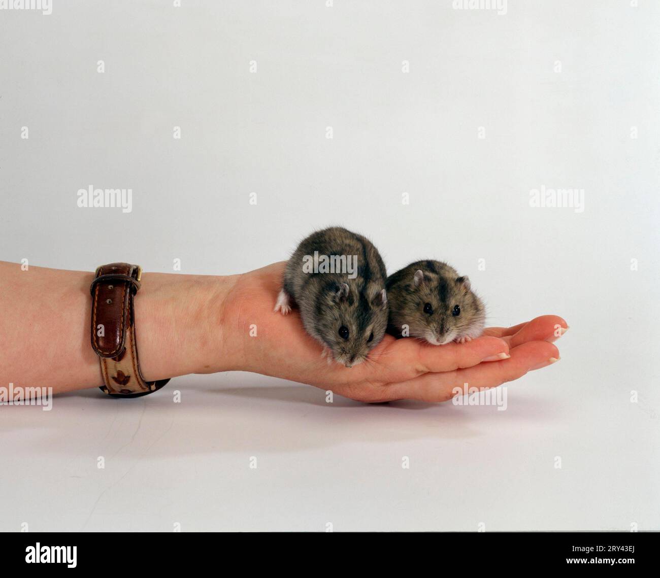 Russian Dwarf Hamsters on hand (Phodopus sungorus Stock Photo Alamy