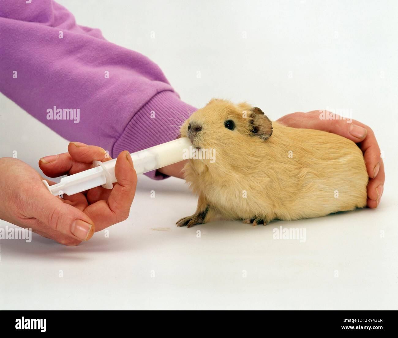 View of Guinea Pig pig gets medicine in its mouth, force-feeding Stock Photo ...