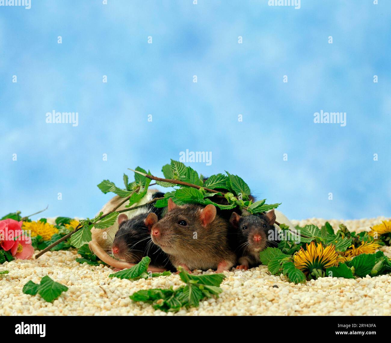 Indoor Smoke Bombs For Rats Fashionable Design uecavanis.edu.ec