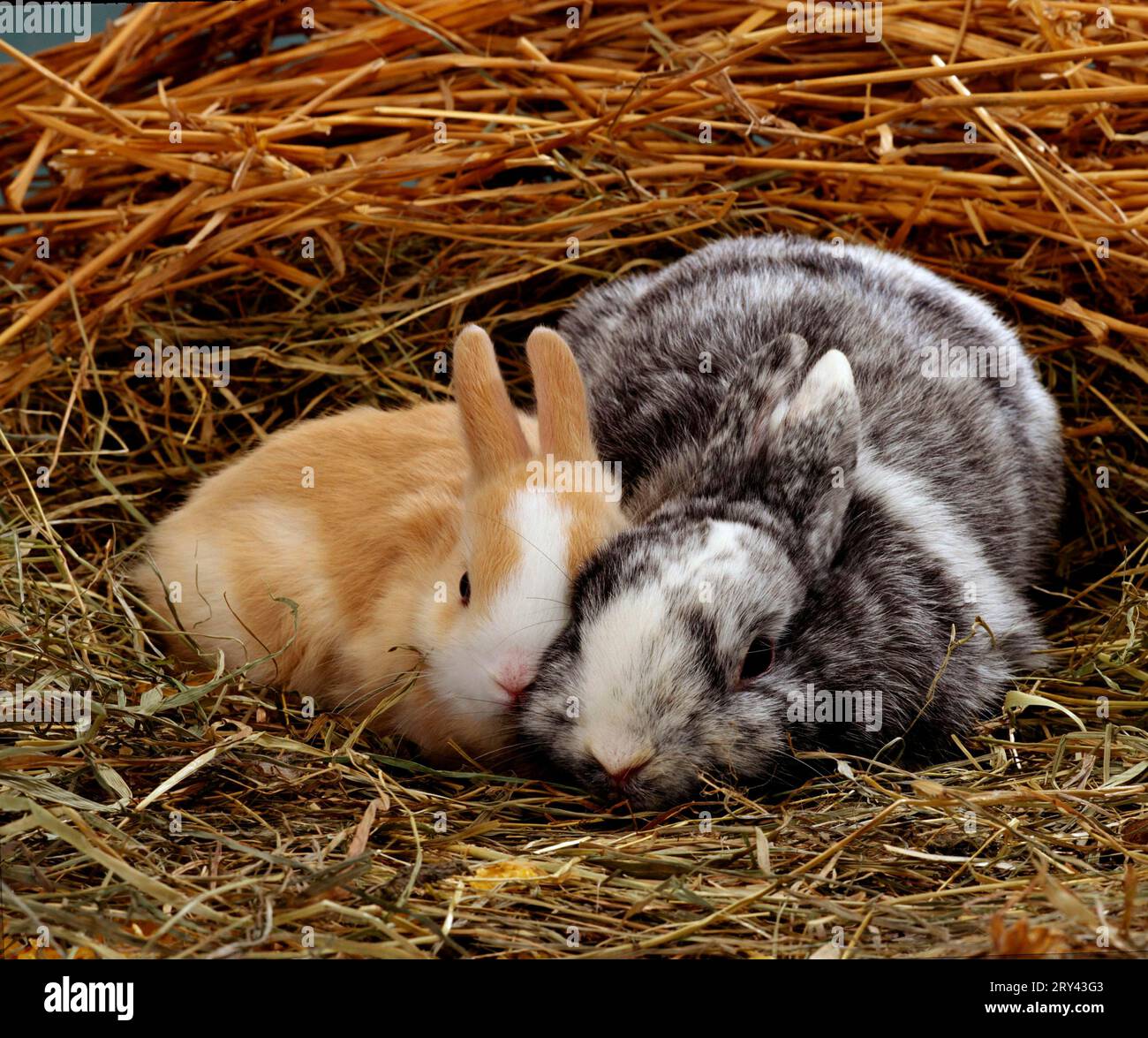 Dwarf Rabbit with young, Dwarf rabbit with young, Rabbit, indoor Stock ...