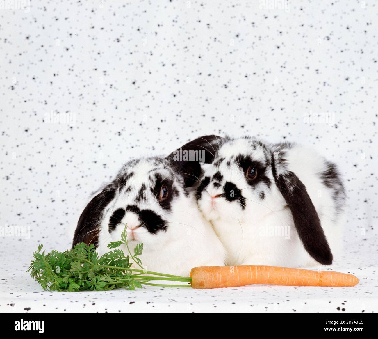 Ram Rabbit, Pair and Carrot, Carrot Stock Photo - Alamy