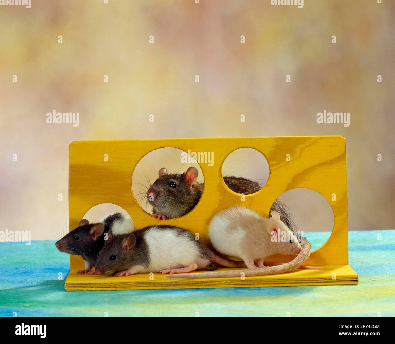 Dometic Rats Domestic Rats, female with youngs, colour rats, female with young ...