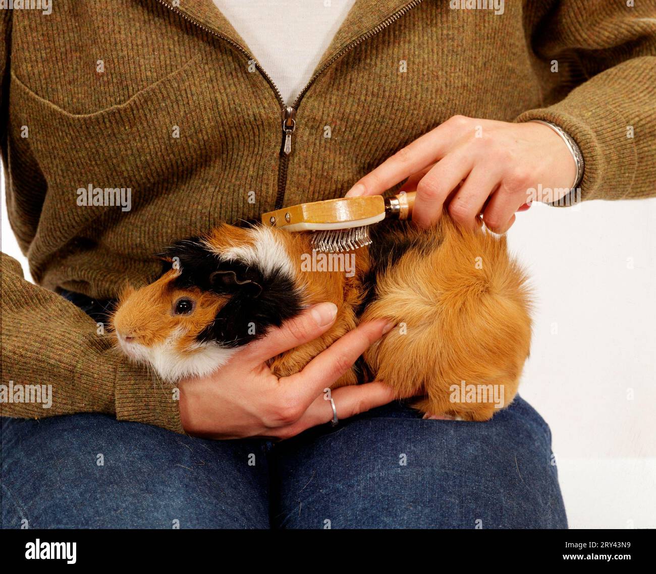 Rosette guinea pig hi-res stock photography and images - Alamy