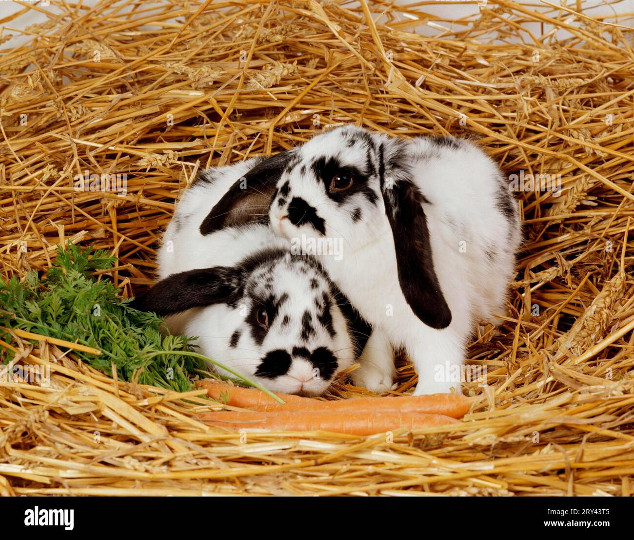 Lop-eared Rabbits, Ram Rabbits, Rabbit, indoor Stock Photo