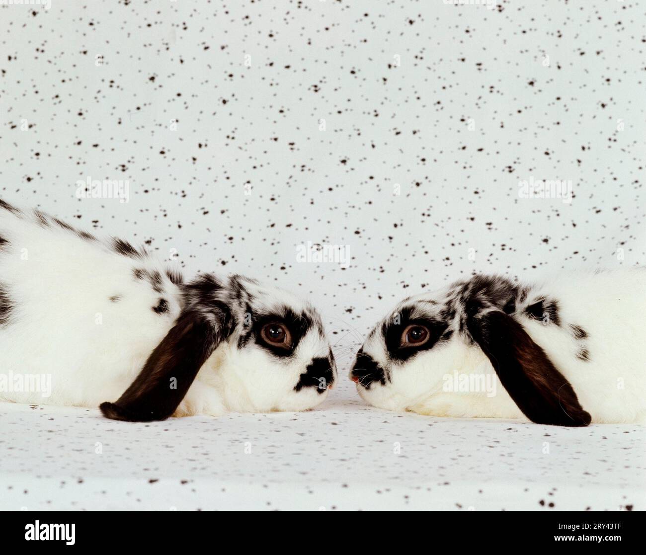 Lop-eared Rabbits, ram rabbits, rabbits, indoor, studio, lateral, side ...