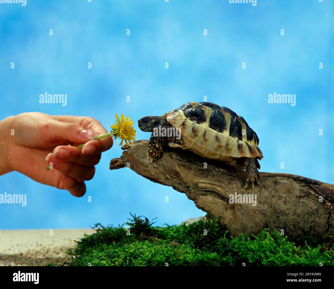 Image showcasing Greek Tortoise beeing feeded (Testudo hermanni Stock Photo - Alamy