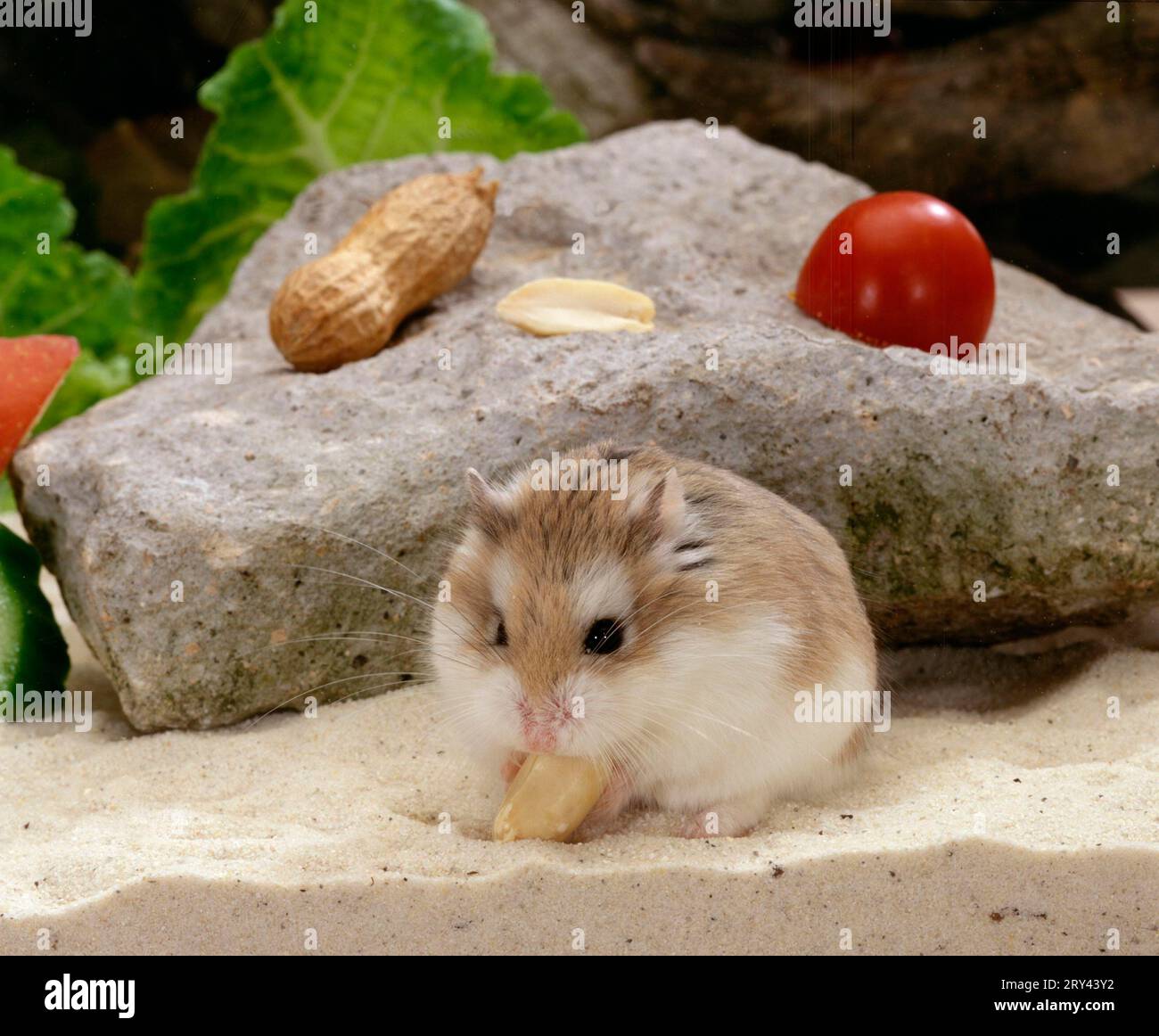 Roborovski hamster (Phodopus roborovskii), Roborowski dwarf hamster inside, studio Stock Photo