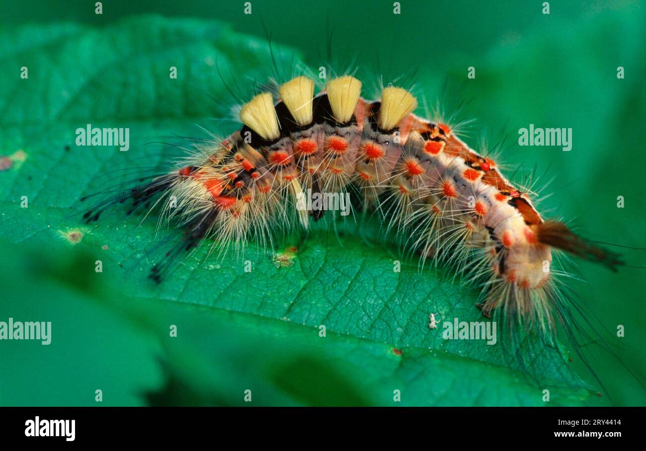 Vapourer (Orgyia antiqua) Moth caterpillar, Lower Saxony, Germany (Orgyia recens) Stock Photo